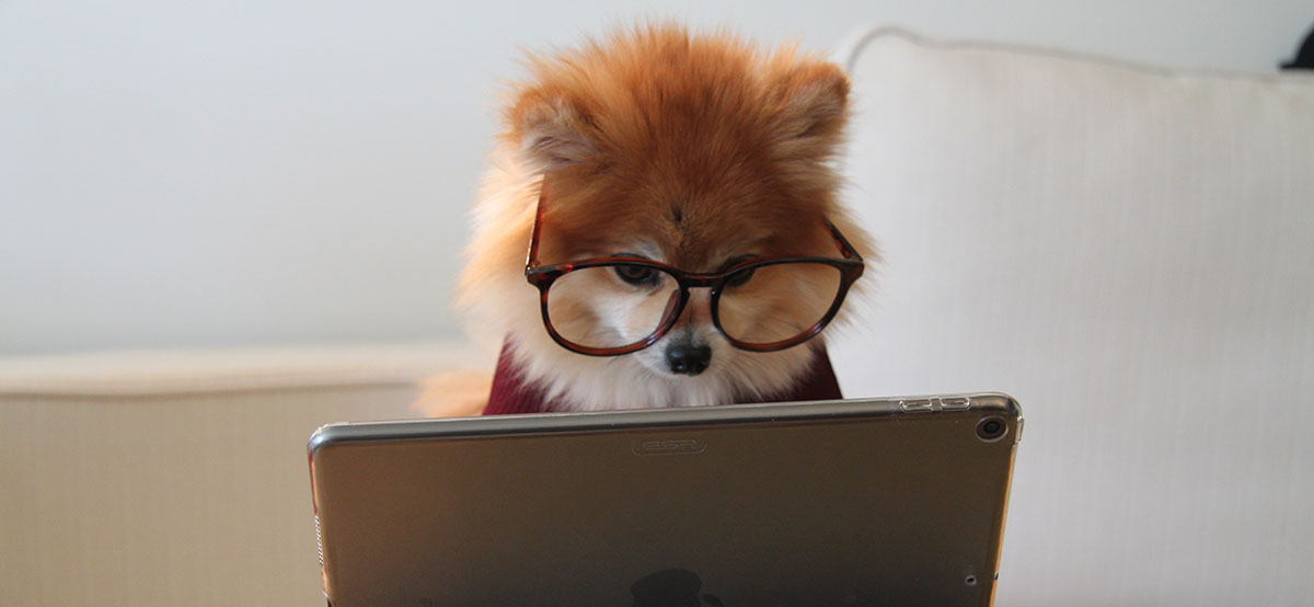 dog at a computer to represent client side rendering - funny image as he looks like a pro