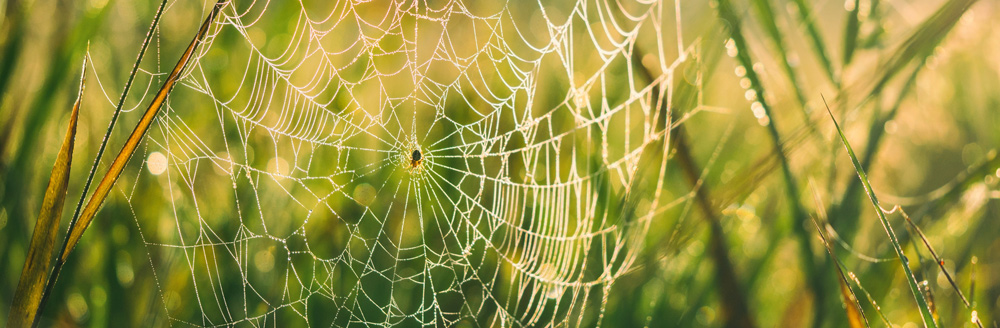 Spider on a web. A play on works with WEB apps.